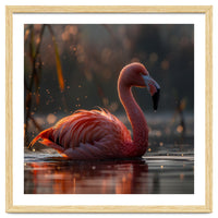 Pink Flamingo Swimming In Sunlight Water