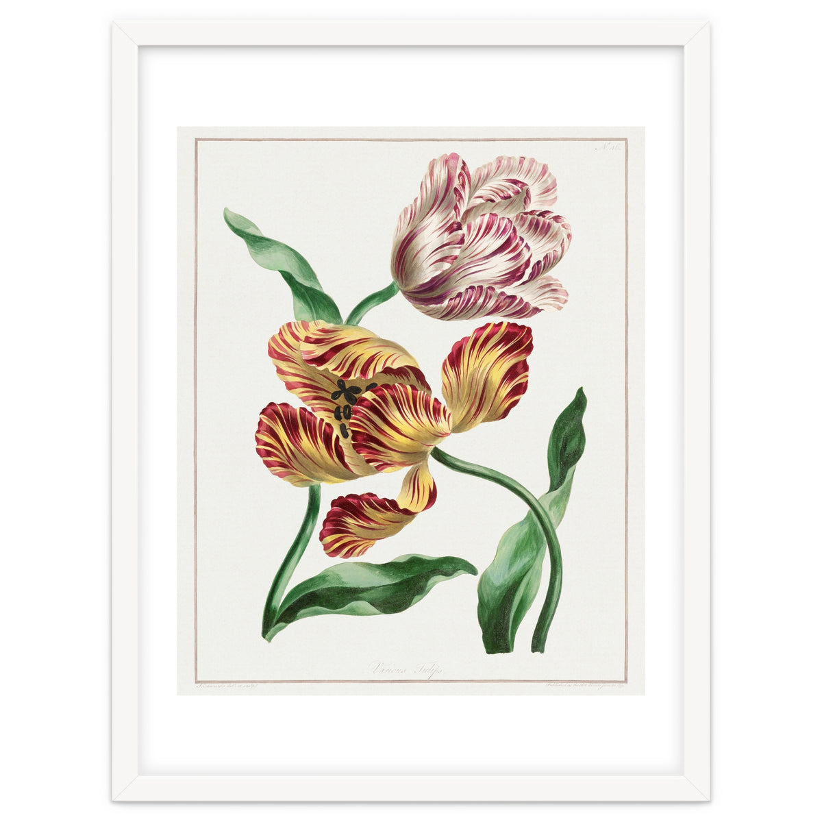 John Edwards – Various Tulips (1791)