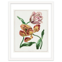 John Edwards – Various Tulips (1791)