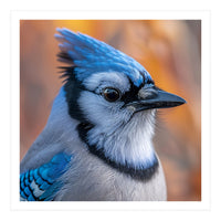 Blue Jay Bird Close Up Detailed Portrait (Print Only)