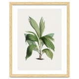 Areca Palm (Hand Drawn Botanical Illustration) thumbnail