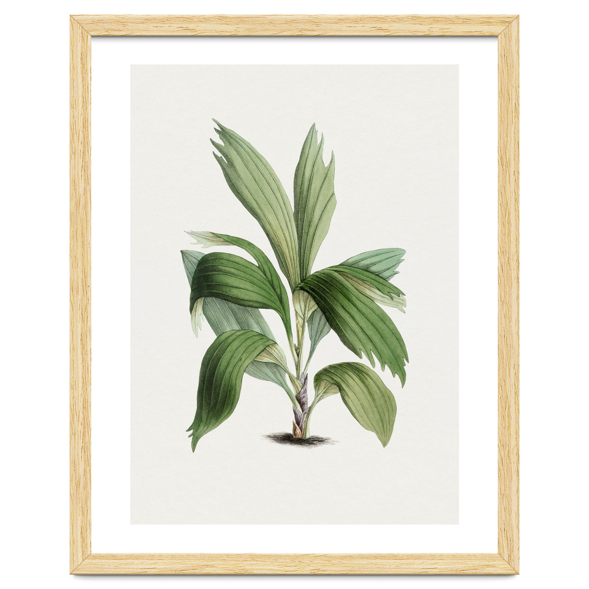 Areca Palm (Hand Drawn Botanical Illustration)