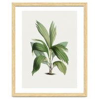 Areca Palm (Hand Drawn Botanical Illustration)