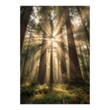 Ethereal Redwood Sanctuary: Sunbeams in the Ancient Forest (Print Only) thumbnail