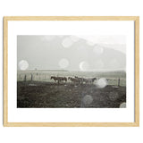 Horses under the sun shower - Iceland thumbnail