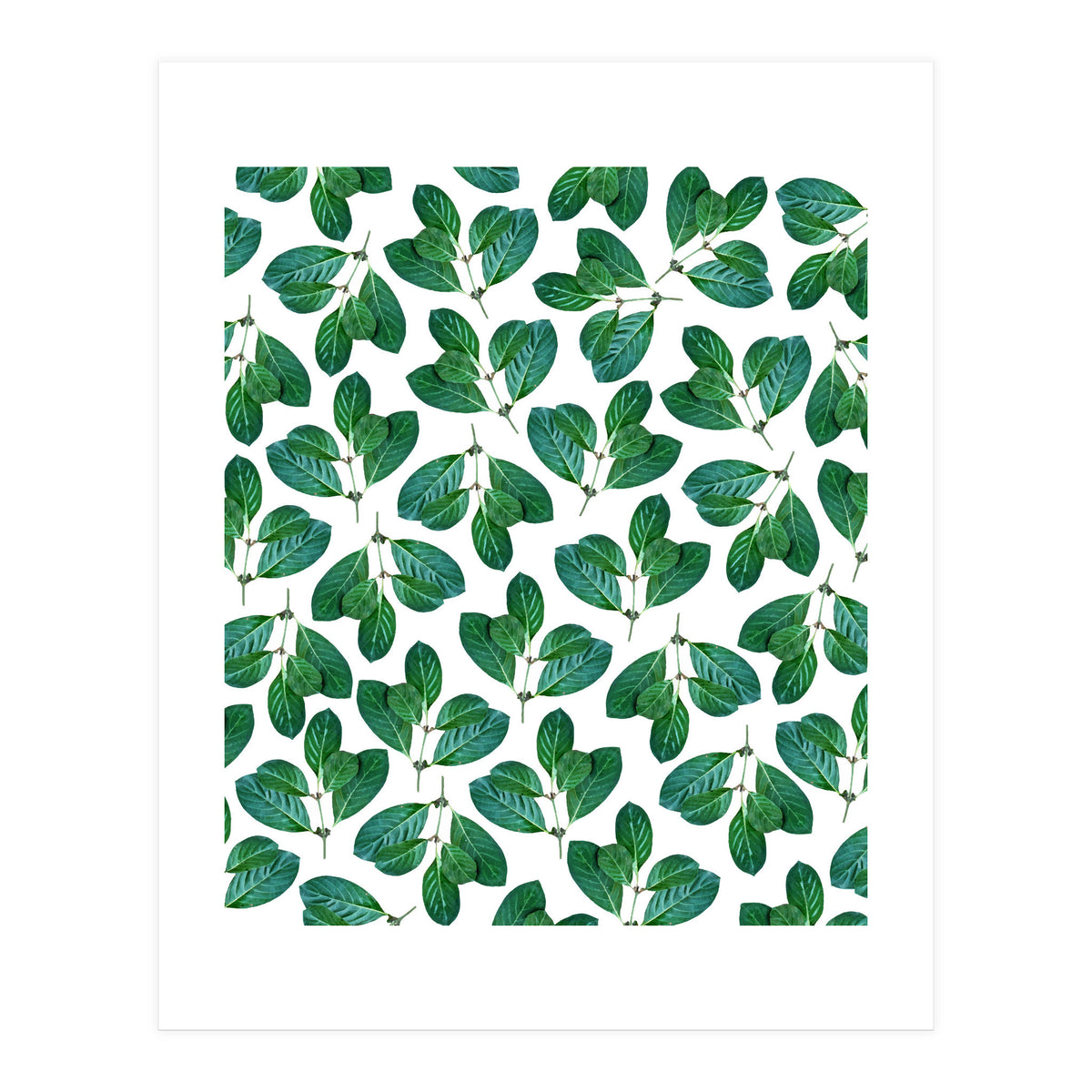 Lemon Leaf (Print Only)