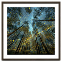 Enchanted Night Forest with Glowing Fireflies