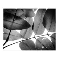 Branches and Leaves, 2016, 3 (Print Only)