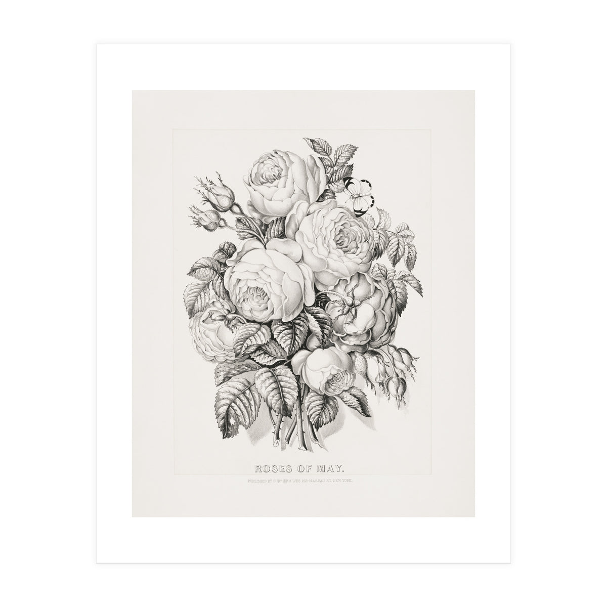 Currier & Ives – Rose of May (1870) (Print Only)