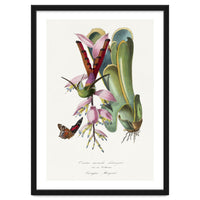 Paul Gervais – Hummingbird Painting (1842)