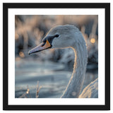 Close Up Of A Swan Covered In Frost thumbnail