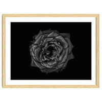 Backyard Flowers In Black And White No 110