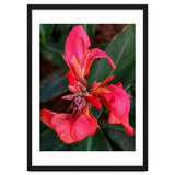 Red Indian Shot Flower thumbnail