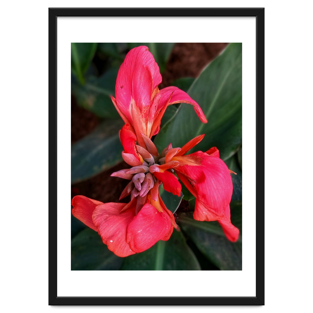 Red Indian Shot Flower