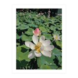 Hylas (Print Only) thumbnail