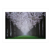 Cherry trees in the fog (Print Only)