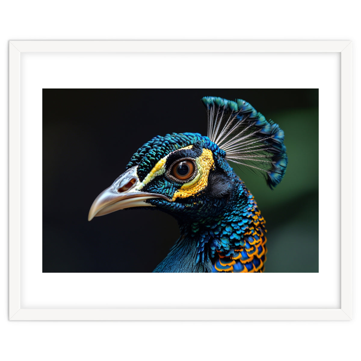 Close-up of a Peacock’s Head