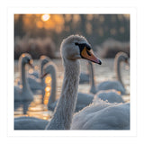 Close Up Of Swan With Water Droplets At Sunrise (Print Only) thumbnail