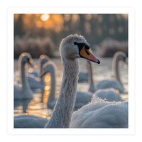 Close Up Of Swan With Water Droplets At Sunrise (Print Only)