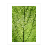 Nature Veins (Print Only) thumbnail