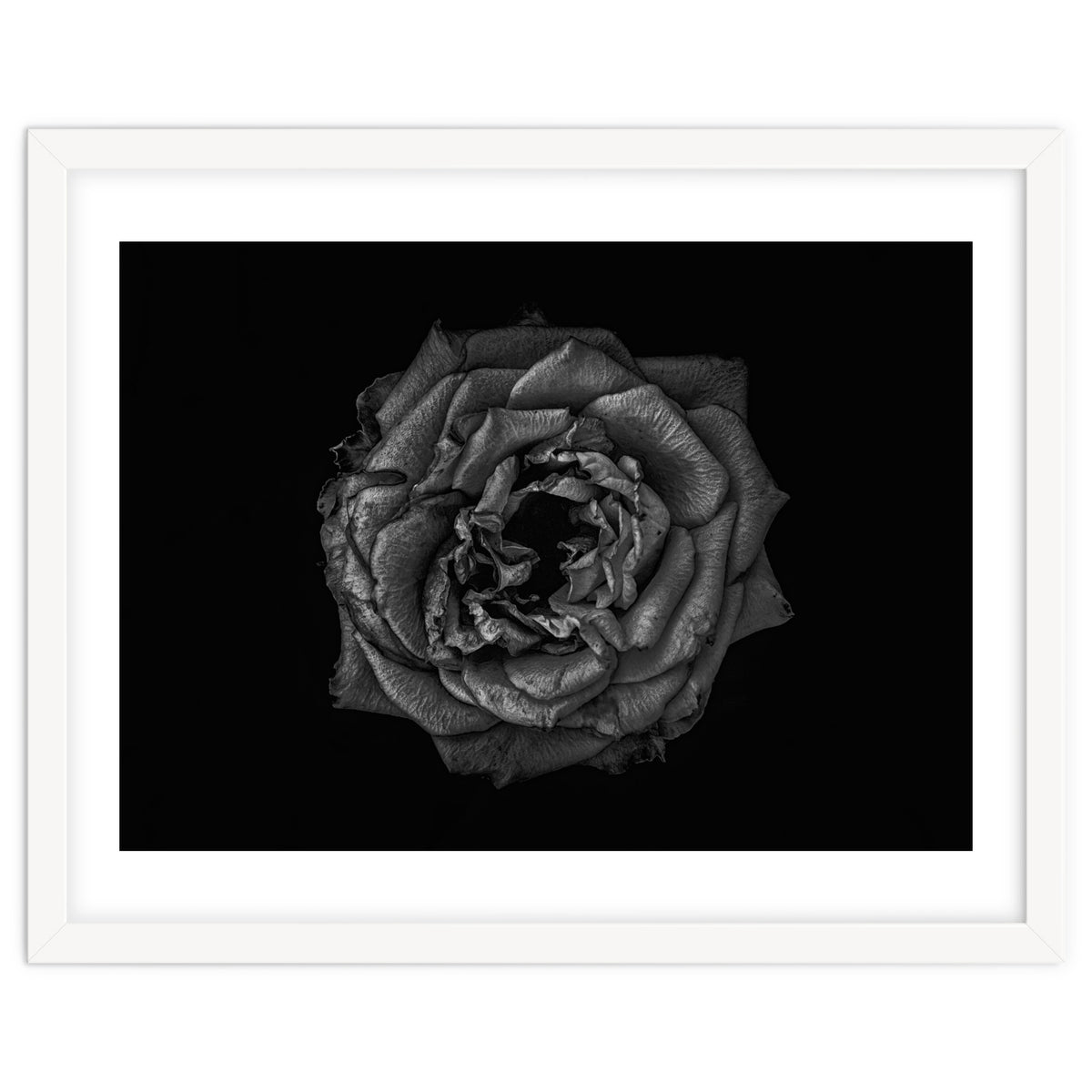 Backyard Flowers In Black And White No 110