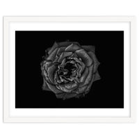 Backyard Flowers In Black And White No 110