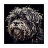 Old Dog 02 (Print Only) thumbnail