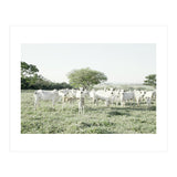 LIVING TOGETHER - WHITE COWS FAMILY (Print Only) thumbnail