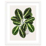 Maranta Plant thumbnail