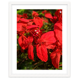 Red Quisqualls Plant Flowers thumbnail