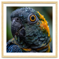 Close Up Of A Wet Macaw Parrot Head