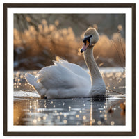Majestic Swan On Calm Water During Sunset Nature Scene