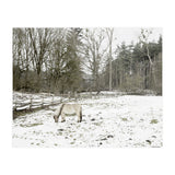 White horse in the snow field (Print Only) thumbnail