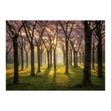 Blooming cherry trees in soft morning light (Print Only) thumbnail