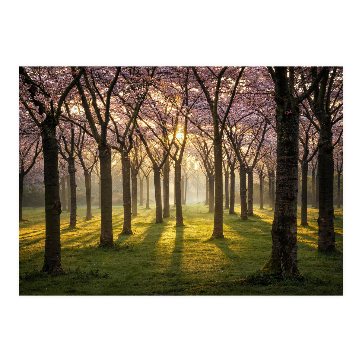 Blooming cherry trees in soft morning light (Print Only)