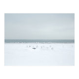 Seagulls in the Snow beach (Print Only) thumbnail