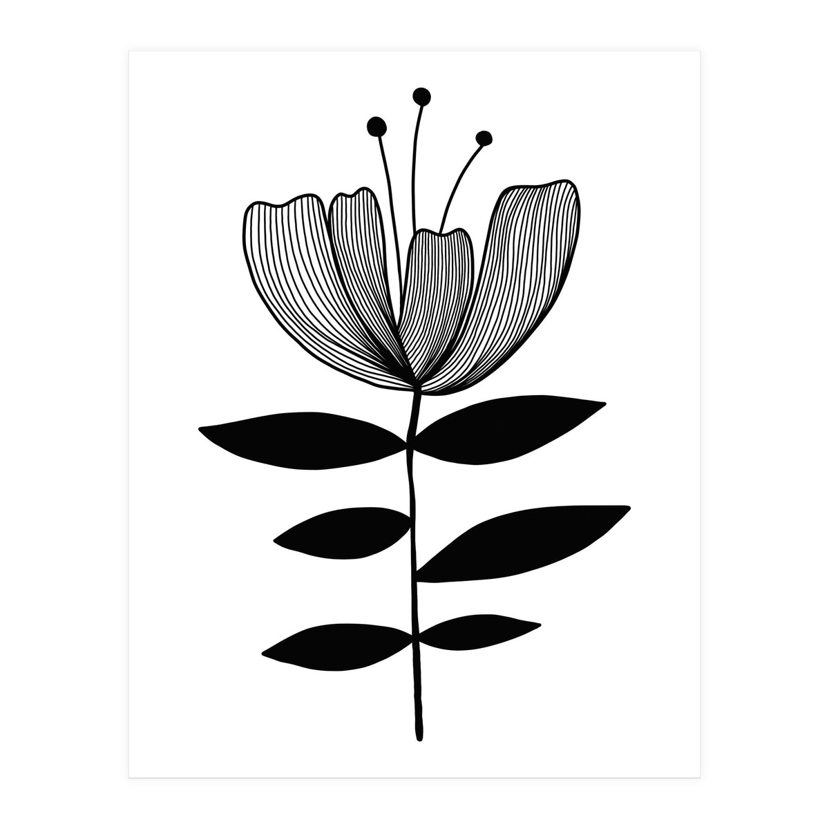 Tulip blossom (Print Only)