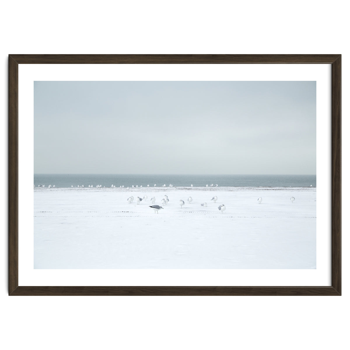 Seagulls in the Snow beach