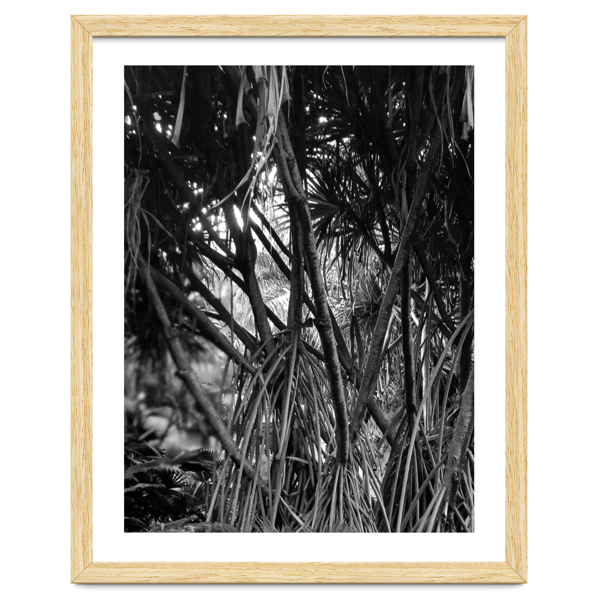 Black Tectorius Plant Art