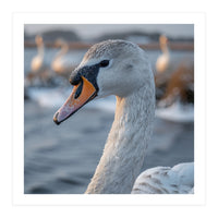 Majestic Swan Portrait In Snowy Waters (Print Only)