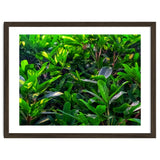 Green House Plant Leaves thumbnail