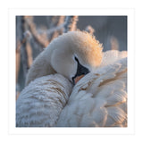 Close Up Of A Swan Covered In Frost And Dew (Print Only) thumbnail