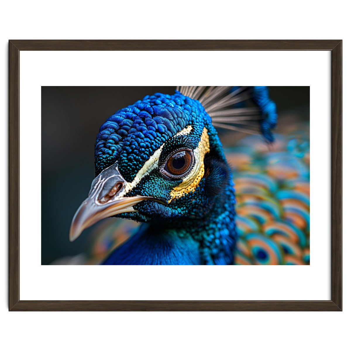 Close Up Of A Peacock Head And Eye