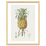 Pineapple (Hand Drawn Botanical Illustration) thumbnail