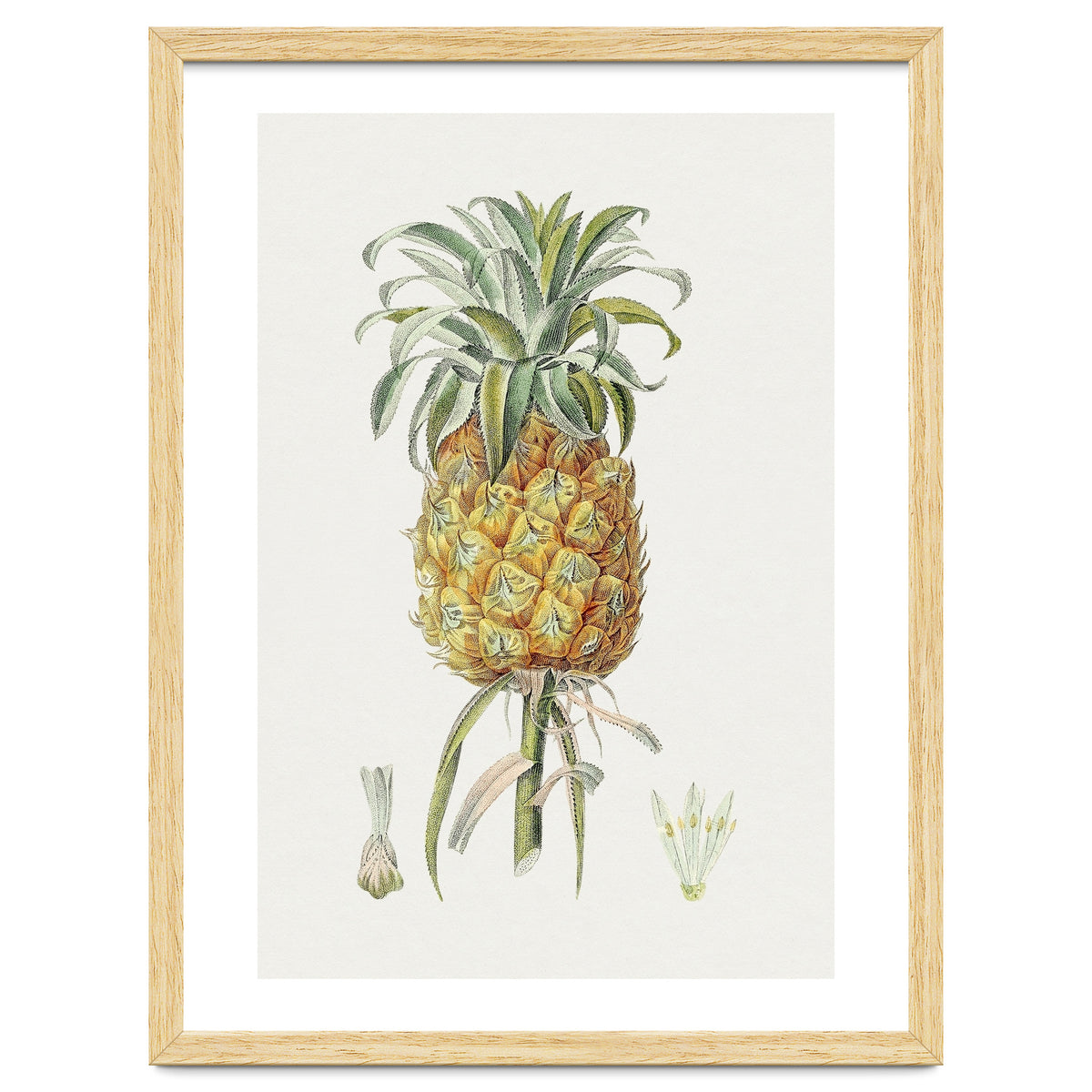 Pineapple (Hand Drawn Botanical Illustration)