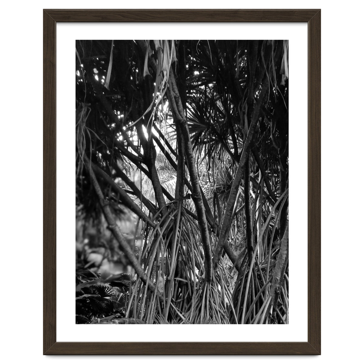 Black Tectorius Plant Art