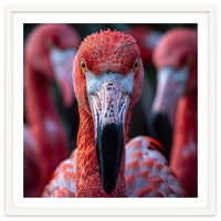 Close Up Of A Flamingo Bird Face, Pink Feathers