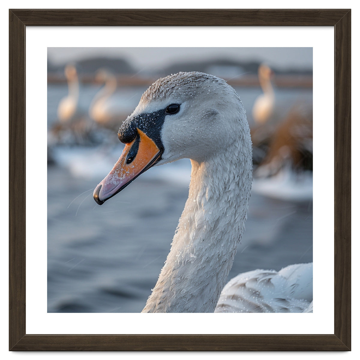 Majestic Swan Portrait In Snowy Waters