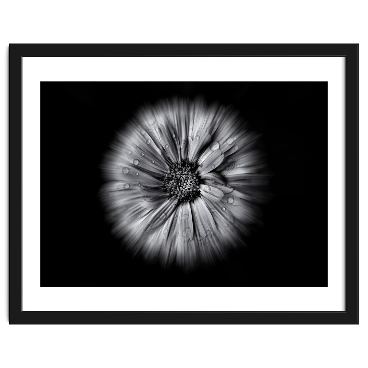 Backyard Flowers In Black And White No 10 Flow Version
