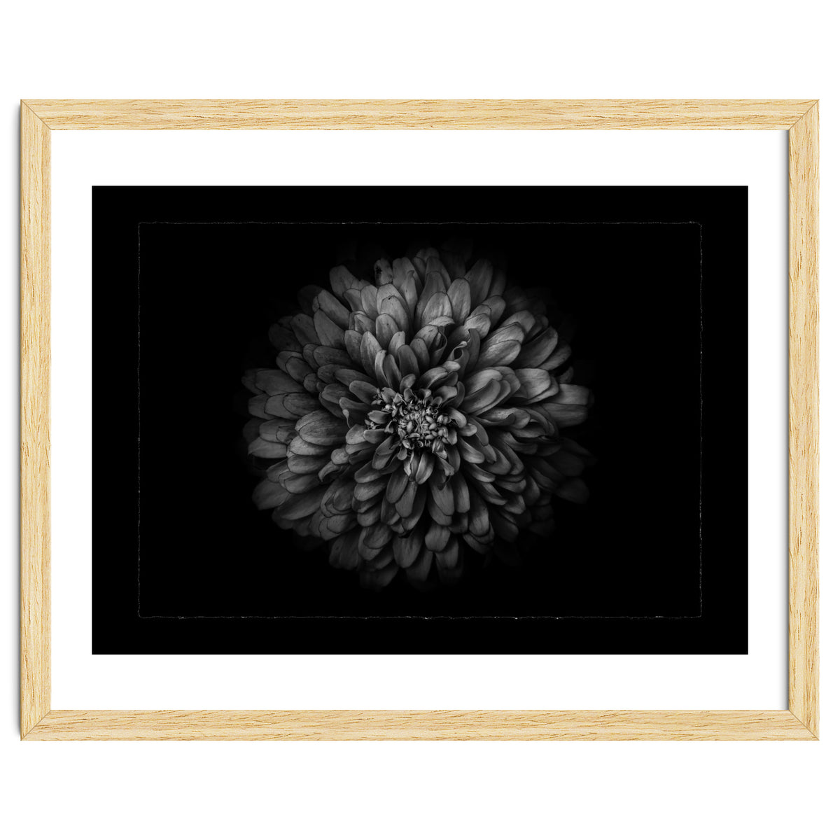 Backyard Flowers In Black And White No 68 with Border
